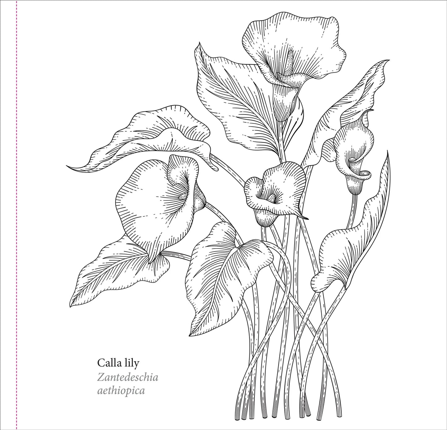 Colouring Book | ADULT-SPRNG BLOOMS #340139-2